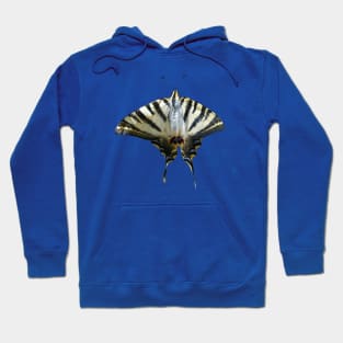 Papilio Machaon Common Yellow Swallowtail Cut Out Hoodie